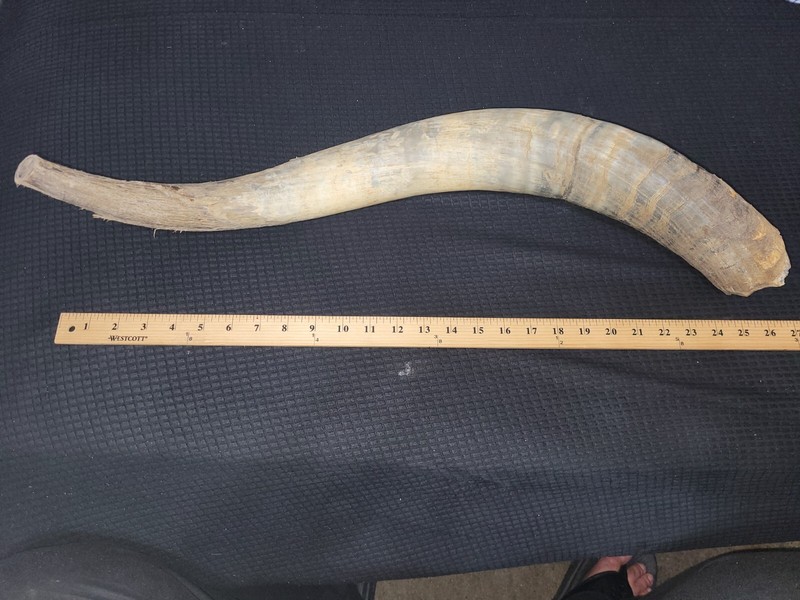 26" Long Bull Horn Natural Unpolished