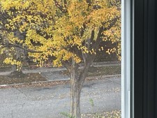 1 Rooted 5”-7” Trident Maple Trees (Acer buergerianum))