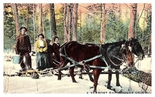Vermont  Maple Sugar Grove, Horse team, Gattherers