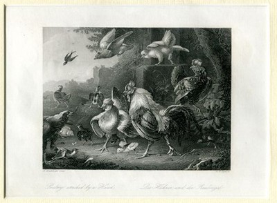 Die Hühner und der Raubvogel / Poultry attacked by a Hawk - Stahlstich mit Keils