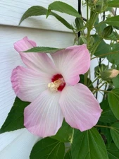HIBISCUS MOSCHEUTOS SWAMP ROSE MALLOW packed 50