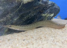 Full Size 10-12 Inch Peacock-eel