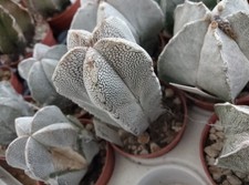   Astrophytum   Onzuka V Type