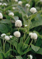 Gomphrena Globosa Qis Series White Annual Seeds