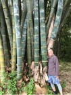 Giant Bamboo Seeds - Garden Feature Privacy ~ Sacred Bamboo ~ Bamboo Plants