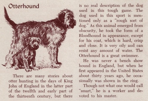 Otterhound - CUSTOM MATTED - Vintage Antique Dog Art Print - 1954 M. Dennis