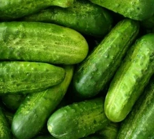 CUCUMBER SEEDS 50+ NATIONAL PICKLING Vegetable GARDEN pickling FREE SHIPPING