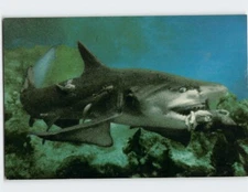 Postcard Lemon Shark