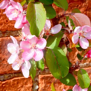 malus laura