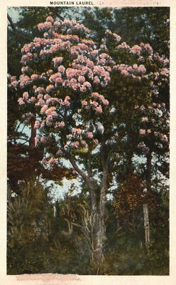 Vintage Postcard Mountain Laurel Tree Flowering Tree Beautiful Color