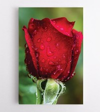 Quadri da parete fiore rosa rosso fiori naturale quadro su tela tela quadro...