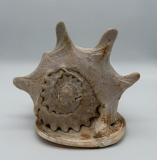 Riesen Muschel gehörnte Helmschnecke, Cassis cornuta 14x18cm 765g vintage