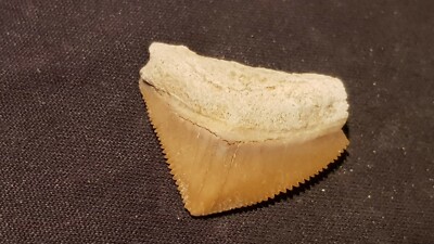 Hervorragender versteinerter Haifischzahn 7/10 Tausend Jahre alt gefunden in England L127q