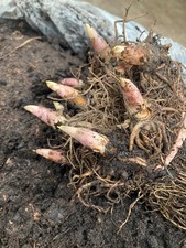 Lily Of The Valley (Budding Root Section) Free UK Postage