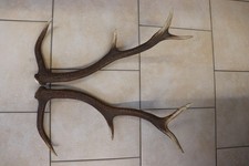 Abwurfstangen Geweihstangen Hirschhorn Hirschgeweih Geweih Horndekoration Passer