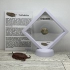 Trilobite Extinct Arthropod Fossil in Display Case with Toy