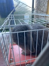 Regalo coniglio nano di un anno e mezzo.