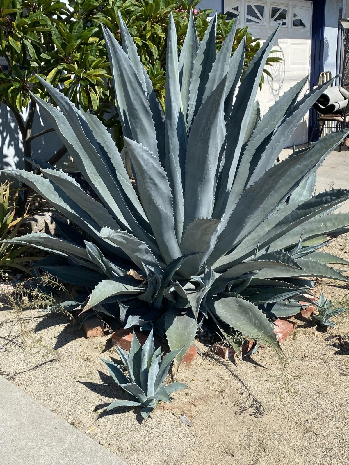 Agave Blue Americana Mezcal display in 14cm pot nice Succulent plant
Opens in a new window or tab