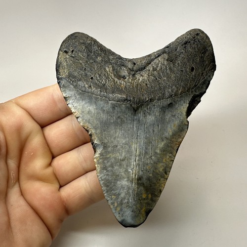 Megalodon Shark Tooth 4.50 Inch - Natural - Carolina Fossil - Authentic 19498 - Picture 8 of 8
