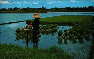 CPM THAILAND Thai Farmers entwurzeln Reissämlinge zum Umpflanzen (345805)