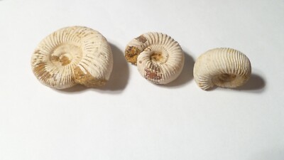 Lot of 3 Aulacosphinctoides Ribbed AMMONITE FOSSILS 100 million Y Madagascar