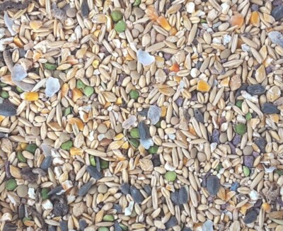 NEW RECIPE!! Homemade *8-Grain* Chicken/Duck/Rooster Feed with Oyster Shell