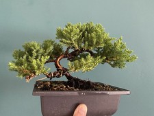 Juniper Bonsai Tree