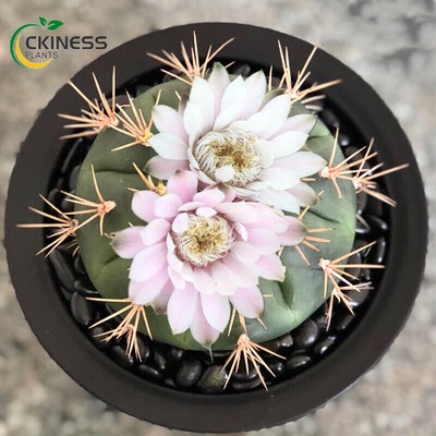 3-5cm cactus plants Gymnocalycium eurypleurum Garden flowering Succulent plants