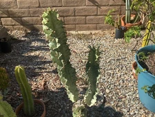 Euphorbia ammak African Candelabra