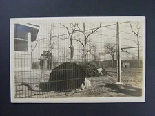 Ostrich Real Photo Postcard RPPC c1904-18