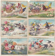 Liebig Bilder Serie A 242 Blumen, V&ouml;gel und Schmetterlinge 1893