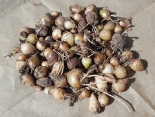 Bag of mixed size Muscari Armeniacum / Grape Hyacinth Bulbs