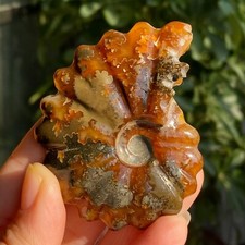 82g Top Natural Horn Screw Fossil Ammonite Conch Crystal Specimen Healing
