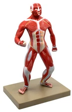 Eisco Labs Human Muscular Body Anatomical Model, 1/4 Life Size, Approx. 18" Tall