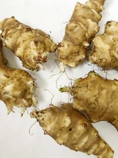 15 Big Tubers Jerusalem Artichoke - Individual Tubers For Planting - Sunchokes