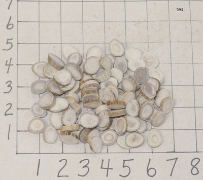 100 Deer/Elk Antler Buttons Slices Crafts