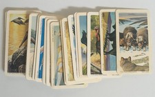 BrookeBond Wildlife in Danger RedRose Tea Album 25x #13 1970 Wildlife Federation