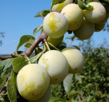 Bellamira (S) Mirabellenbaum platzfest gelbe große Mirabelle 120-150 cm 