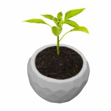 Stampo 3D cemento cemento silicone fioriera cactus fai da te argilla artigianato vaso fiori