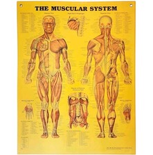 1997 Muscular System Anatomical Chart Laminated Poster Medical Hospital GstRm