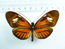 + ENTOMOLOGY, BUTTERFLY: HELICONIUS MELPOMENE HYBRID? FEMALE OBIDOS BRASIL