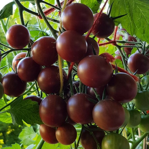 25 Samen Tomate Black Cherry, Cocktail Tomate, Rarität, Ernte 2024, Tomatensamen - Bild 3 von 3