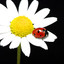 LadyBugThrift