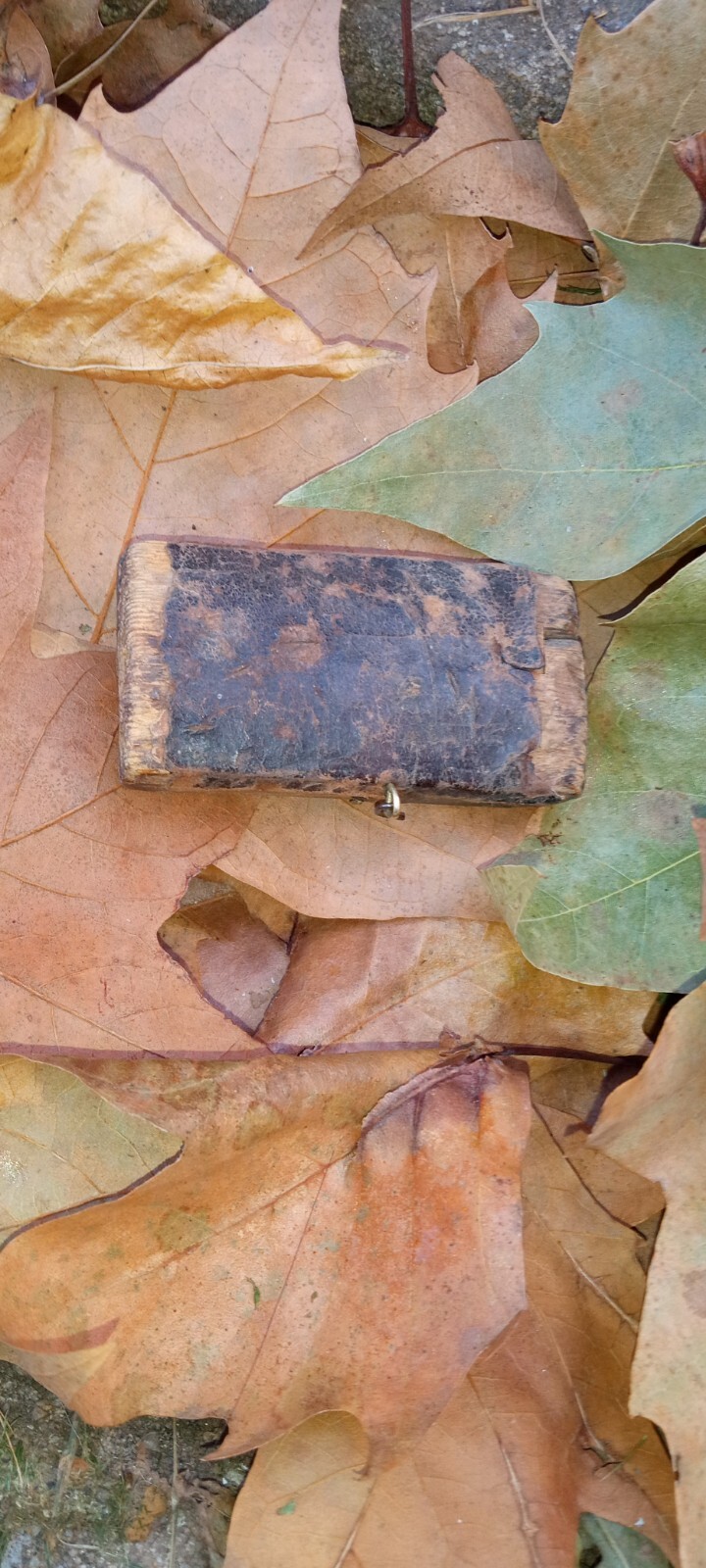 Bloodletting Tool W/Box Genuine Civil War Physicians Medical Tool. eBay
