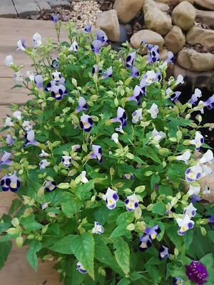 300+ Wishbone flower seeds(Bluewings/Ola's beauty/Nanioola'a