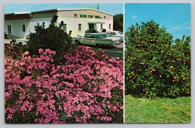 #ad Mixon Fruit Farms Bradenton Florida FL Postcard $5.65