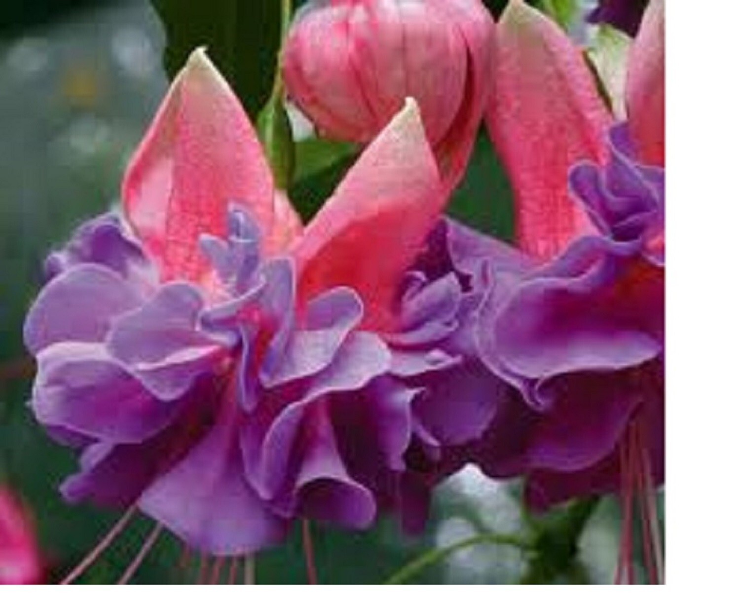 3 X FUCHSIA CHARLIE DIMMOCK PLUG PLANTS PRE ORDER FREE POSTAGE eBay