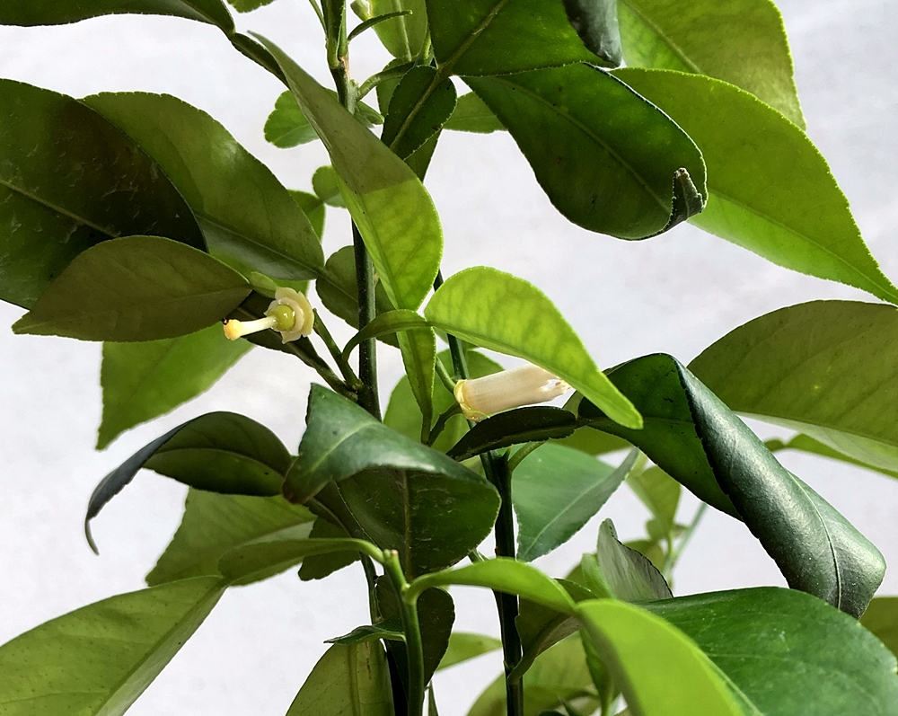 YUZU. CITRUS JUNOS.-10ºC.