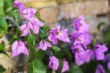 Bougainvillea 'Violet de Mèze'|10cm potted plant | Climber