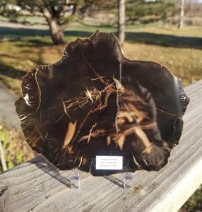 Beautiful Rare Polished Petrified Wood Round Poison Springs UT Triassic 6x5"